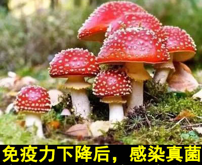 北京万岁中医院_灵气治病_美容减肥长寿_高血压高血脂高血糖_脑梗脑溢血_近视肥胖痴呆_头疼失眠_病毒肝炎_病毒感冒_肿瘤癌症