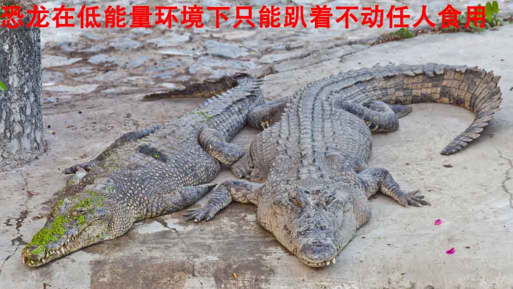 万寿集团_万寿医院_万寿房产_能量机_能量灯_能量铜锅_能量食品_能量饮料_能量汽车_能量空调_能量预测表_高薪招聘 万寿集团