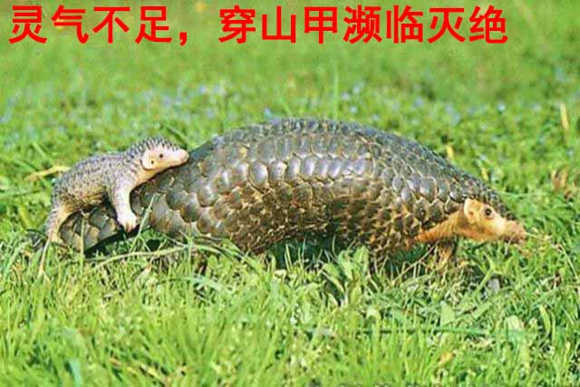 北京万岁中医院_灵气治病_美容减肥长寿_高血压高血脂高血糖_脑梗脑溢血_近视肥胖痴呆_头疼失眠_病毒肝炎_病毒感冒_肿瘤癌症