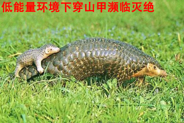 史前高科_北京史前高科科技有限公司_史前医院_史前房地产_史前美食—史前网络-史前复活机-史前旅游-史前创业