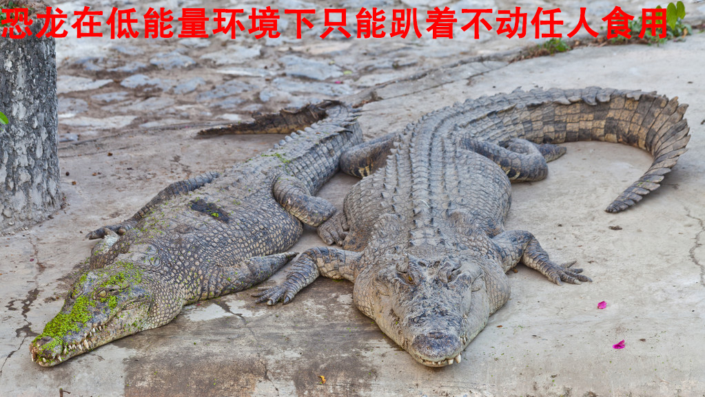 史前高科_北京史前高科科技有限公司_史前医院_史前房地产_史前美食—史前网络-史前复活机-史前旅游-史前创业