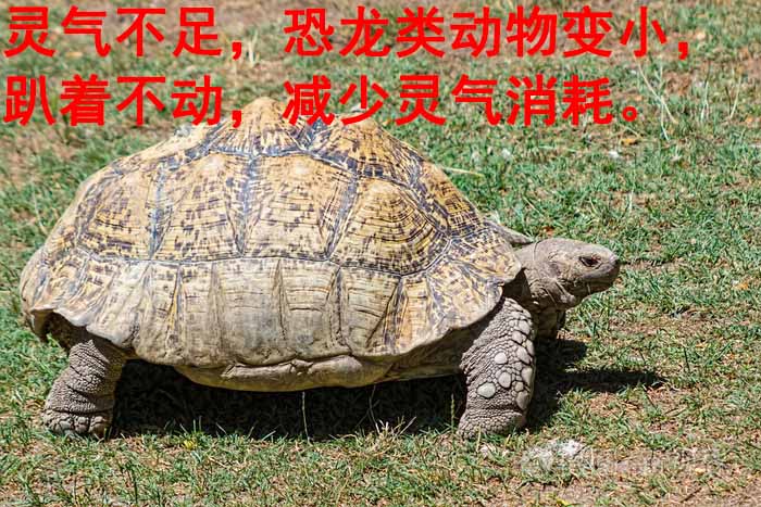 龙科龙医_龙科龙医_灵气治病_美容减肥长寿_高血压高血脂高血糖_脑梗脑溢血_近视肥胖痴呆_头疼失眠_病毒肝炎_病毒感冒_肿瘤癌症