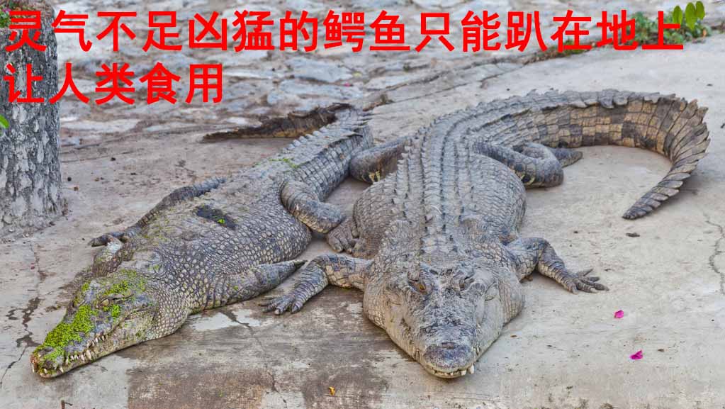 龙科龙医_龙科龙医_灵气治病_美容减肥长寿_高血压高血脂高血糖_脑梗脑溢血_近视肥胖痴呆_头疼失眠_病毒肝炎_病毒感冒_肿瘤癌症